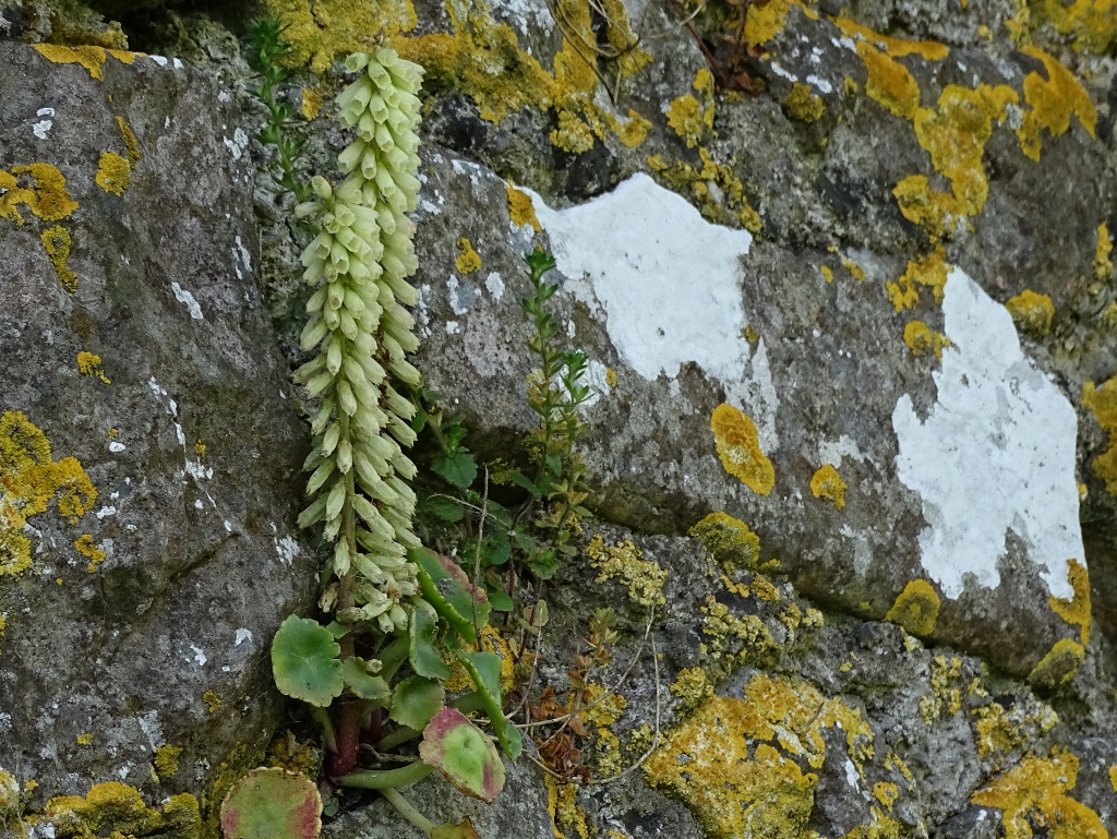 Het  hangt aan de muur en het.....